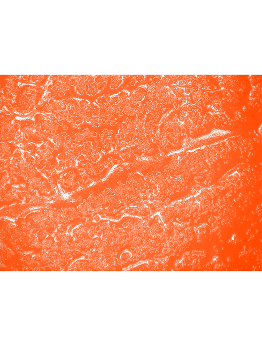 FrogWear® - Hi-Vis Orange Double Dipped PVC, Foam Lined